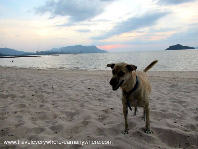 Dog on beach in Langkawi