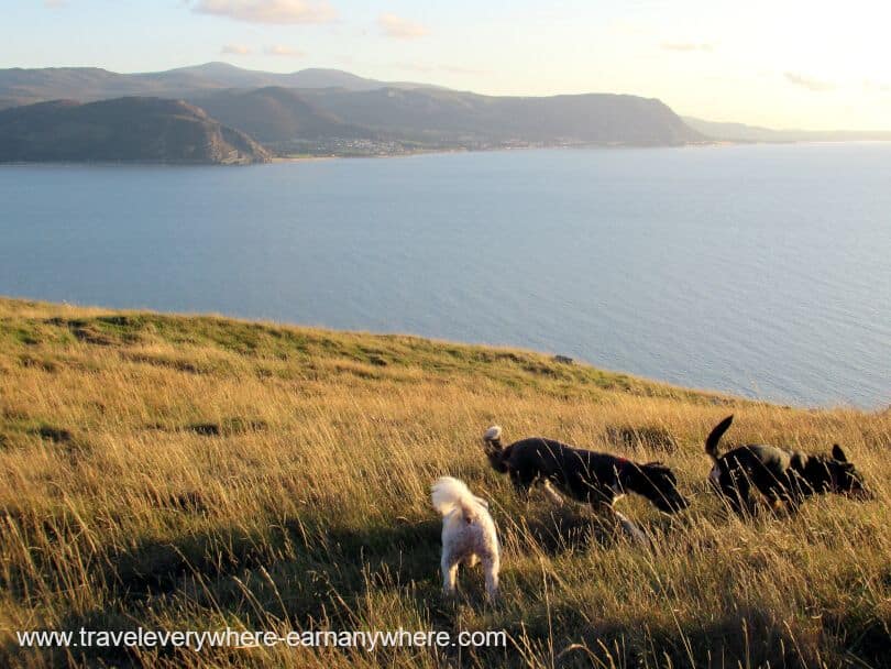 Walk the Dogs in Wales for our house sit as digital nomads